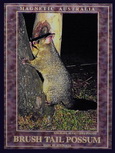 Brush Tail Possum